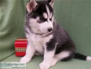 Siberian husky puppies