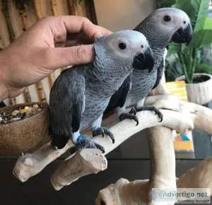 African grey Congo parrots pair