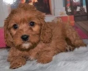 Poodle puppies