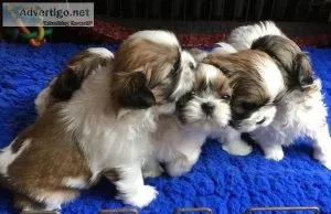 Purebred Male Shih Tzu Pups