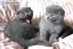 New litters of purebred Scottish fold kittens ready