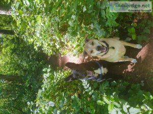 Do you need a dog trainer or walker