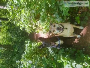Do you need a dog trainer or walker