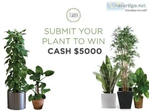 Buy Pots and Planters Online