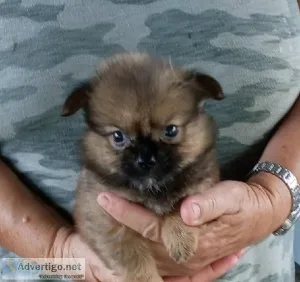 Long haired chihuahua puppies