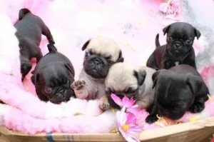 PUG puppies available reserving now