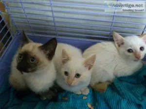lovely Siamese kittens