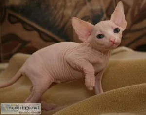 Sphynx for sale