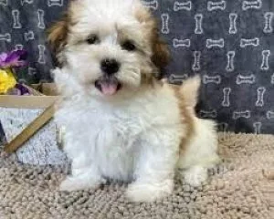 Shichon (Shih Tzu and Bichon Frise)