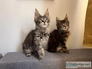 Maine coon kittens 2 boys and black girl