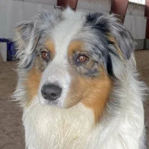 Beautiful Blue Merle Australian Shepherd Male