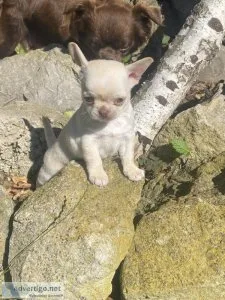 Champion lines KC REGISTERED BOY cream