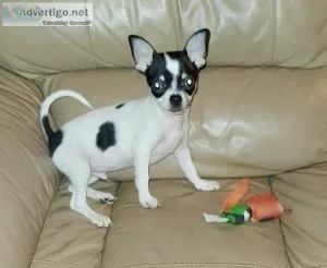 KC registered Chihuahua boy puppy