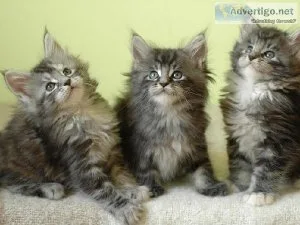 Maine coon kittens