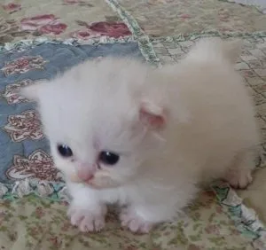 Persian kittens
