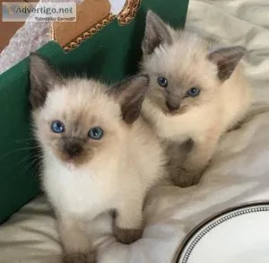 Very friendly 10 week old Siamese kittens
