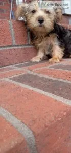 Yorkie male