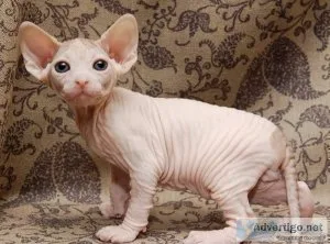 Sphynx kittens