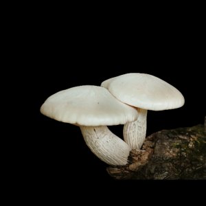 Getting started with mushroom blends manufacturing?