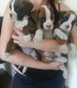 Potty Trained Boxer Puppies