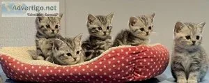 Silver tabby British shorthaired kitten