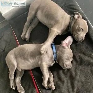 Beautiful pitbull puppies available for adoption text 530-629-68