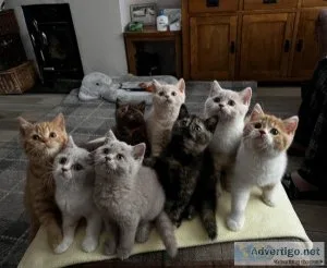 British Shorthair Kittens GCCF REG
