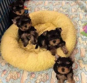 AKC Yorkshire Terrier puppies ready for Sale.