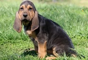 AKC Bloodhound Puppies