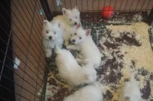 West Highland White Terrior Puppies AKC