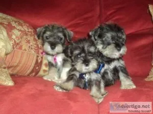 Beautiful Miniature Schnauzer Puppies.