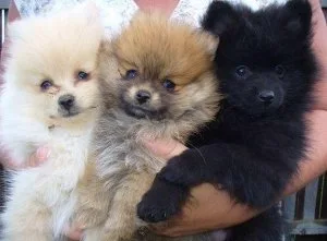 FOUR POMERANIAN PUPPIES
