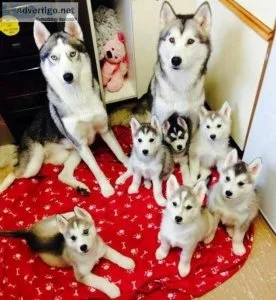 AKC Registered Siberian Husky Puppies for sale