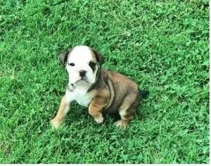 English bulldog puppies