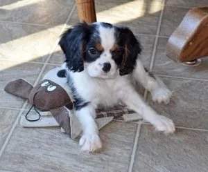 Gorgeous Cavalier King Charles Spaniel Puppies