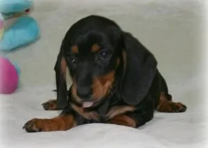 Well Socialized Dachshund Puppies For Sale