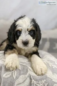 Hank Mini Bernedoodle