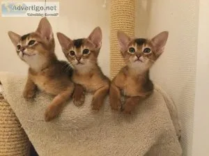 purebred Abyssinian