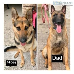 German Malinios Pups