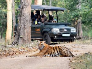 Wildlife safari in india