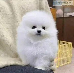 Pomeranian puppies