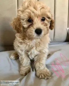 House Raised Maltipoo Puppies For Sale.