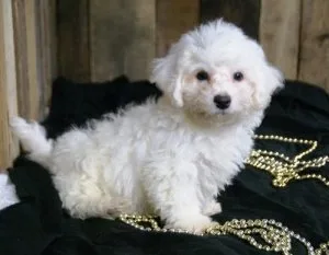 Adorable Bichon Frise Puppies.