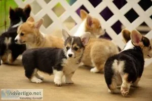 Adorable Pembroke Welsh Corgi Puppies for Sale