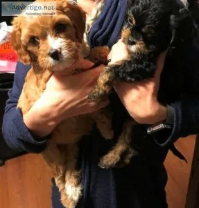 Home Raised Cavapoo puppies for sale