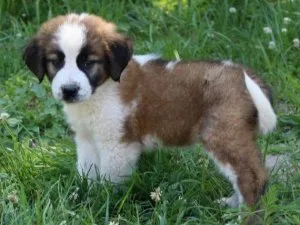 Beautiful Saint Bernard Puppies For Sale