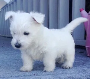 Gorgeous AKC Westie puppies For Sale