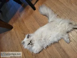 Himalayan fixed female age two council bluffs Iowa