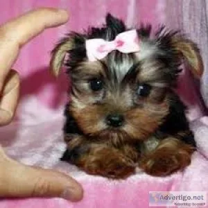 AKC registered Yorkshire terrier