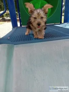 Yorkshire terrier CKC REGISTERED pup male